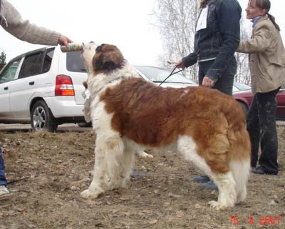 Уральский сенбернар