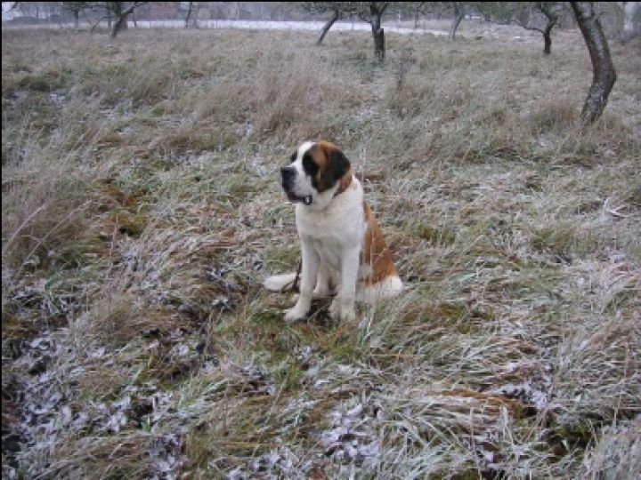 Первый снег