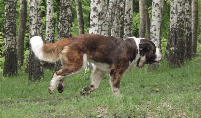 Галоп