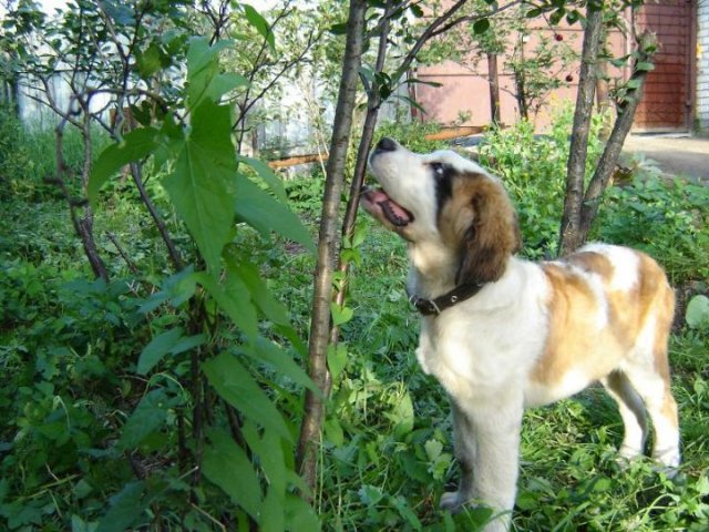 Люблю вишню прямо с ветки