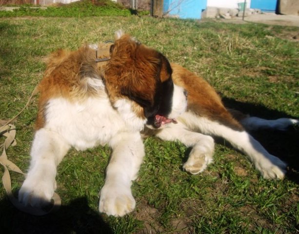 устал