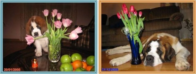 тюльпаны год спустя
