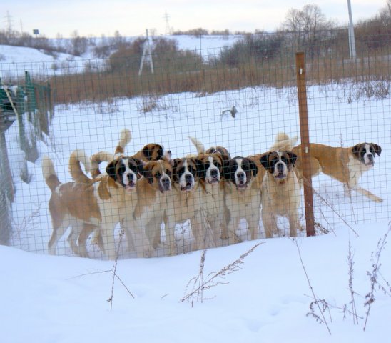 Хаус Стесси