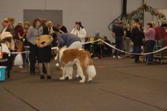 Riga Latvian winner 06' CACIB