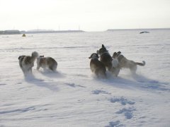 Железная Лапа Жаннет Тейп Фурор-Ричард Че Гевара Шкипер