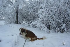 Зима 2010-как вкусен свежий снег