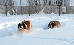  Мася и Деви