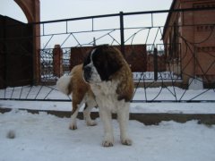 Маркиза
