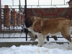 Ещё Маркиза