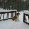 снег и собака