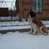 Красавица