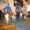 Конкурс питомников