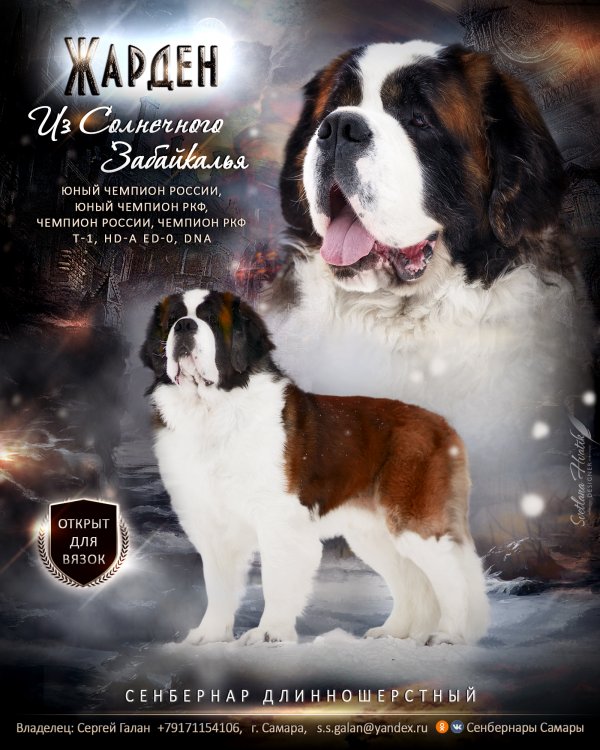 Презентация  кобеля Сенбернара 2 жпг.jpg
